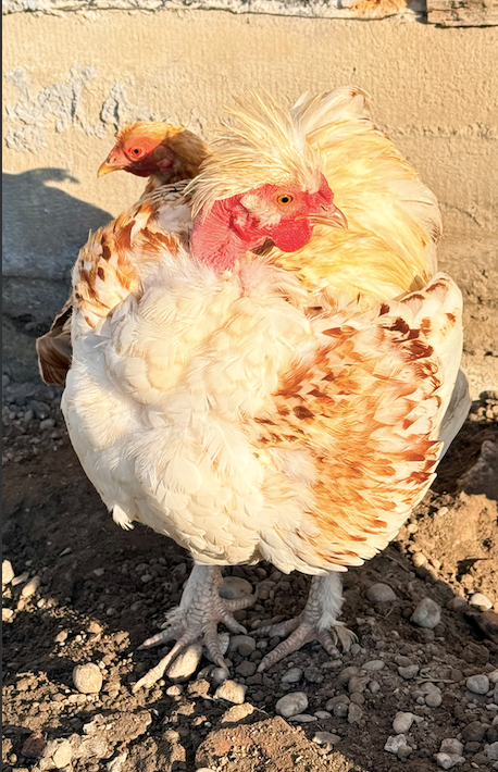 NA PREDAJ – nádherný trpasličí kohút - 4