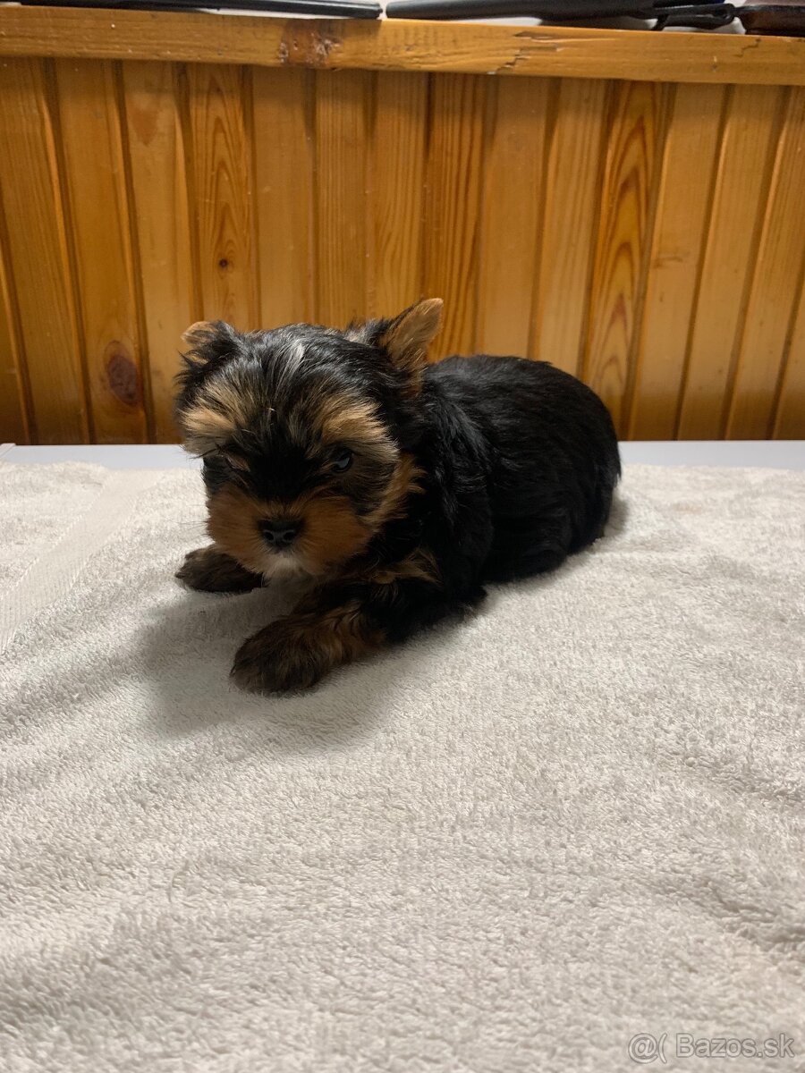 Yorkshirsky terier - 4