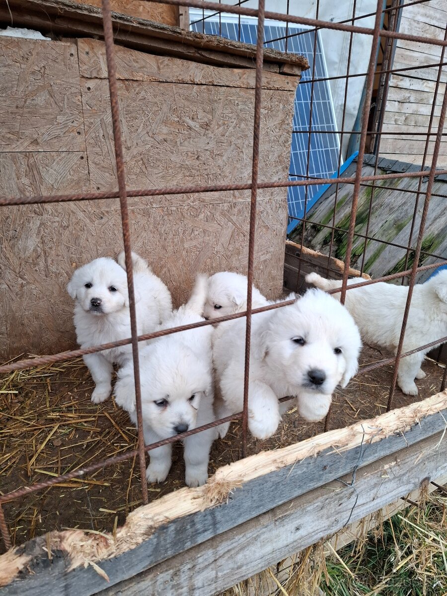 Slovenský čuvač - 4