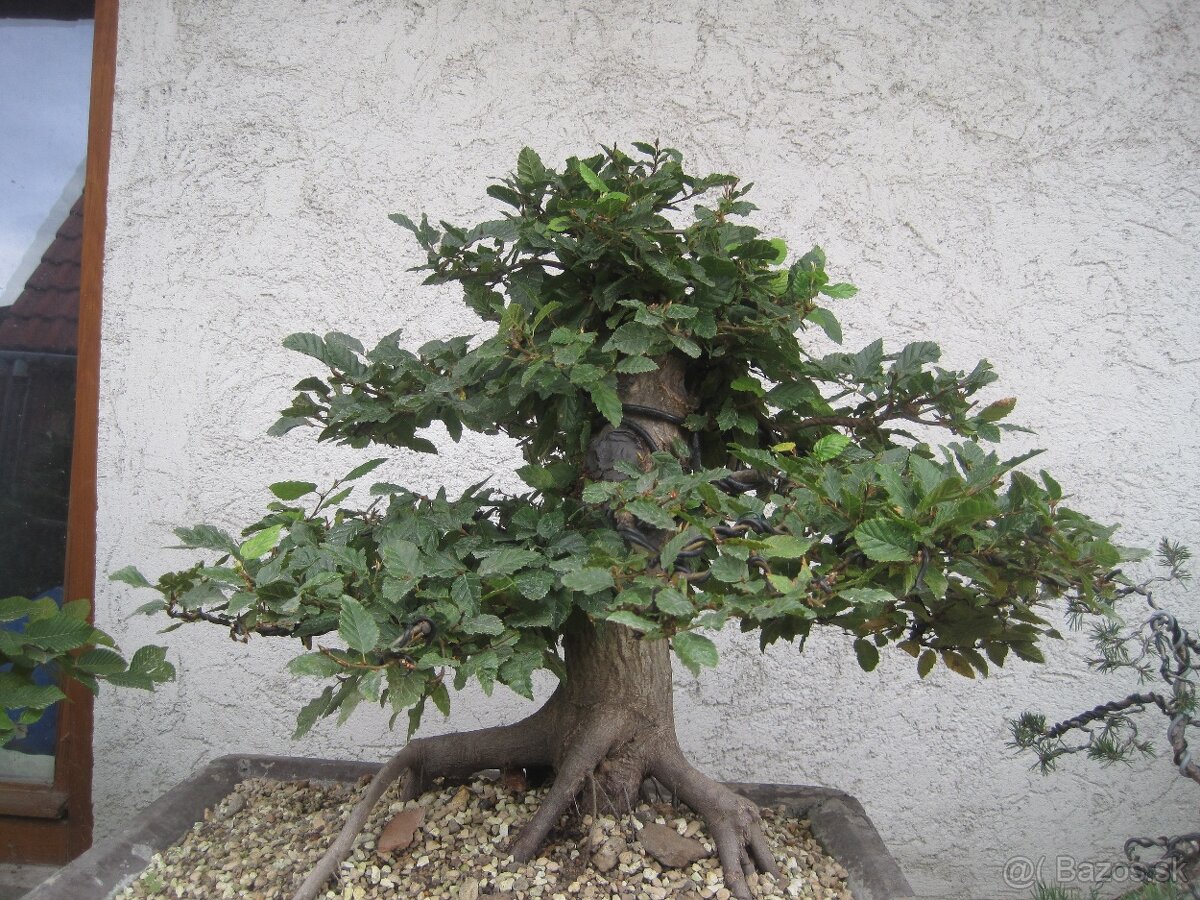 bonsai,bonsaj-javor maxi shohin - 4