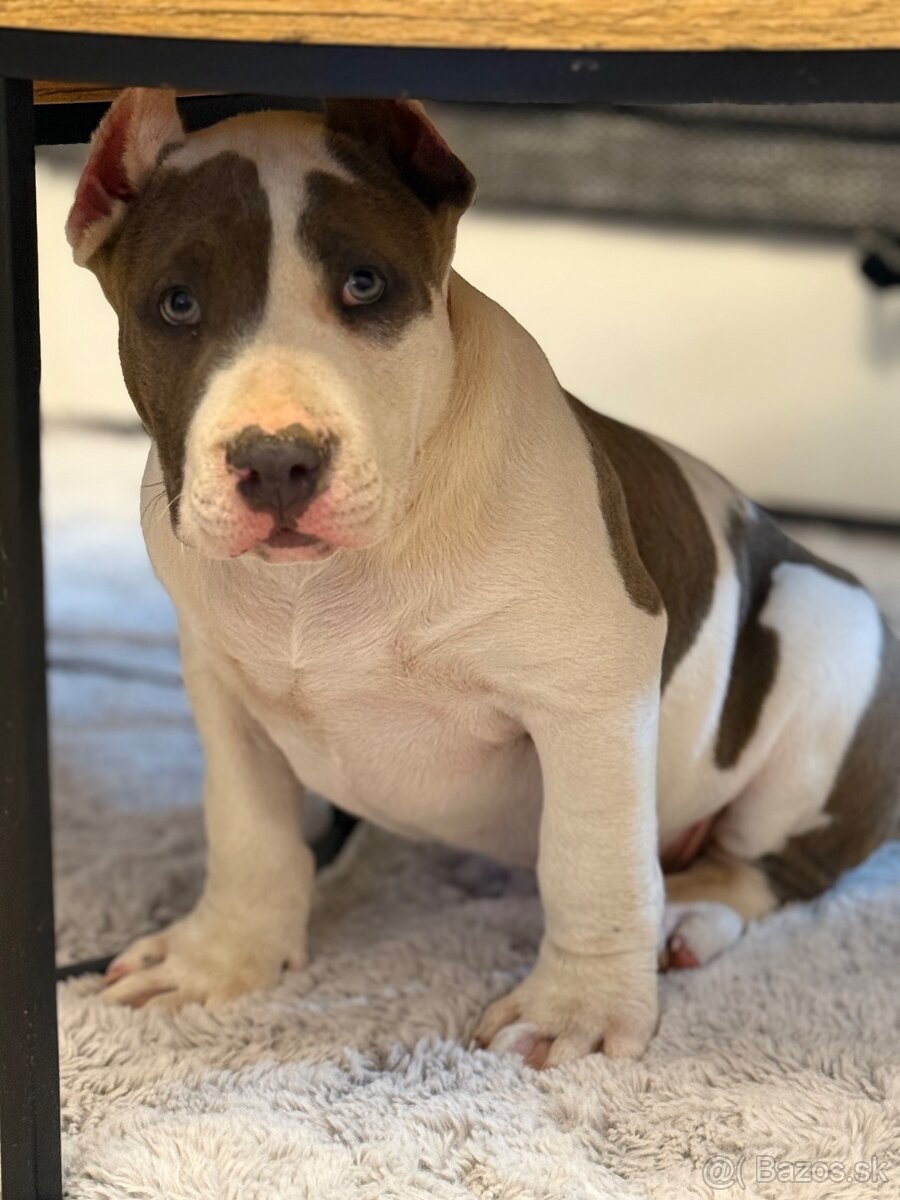 American Bully XL - 4