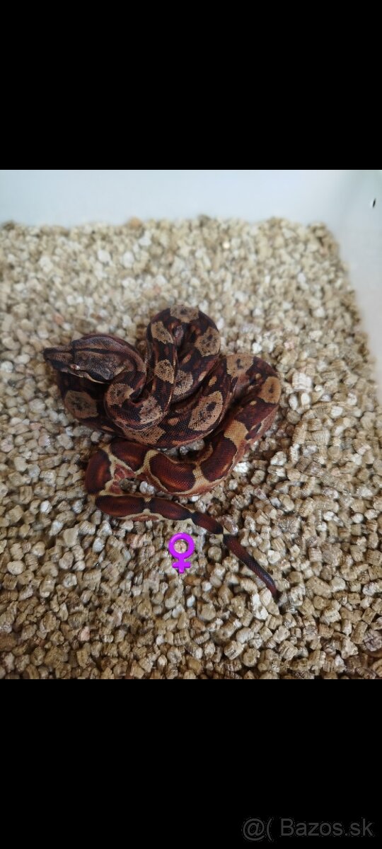 Boa Constrictor INCA IMG - 4