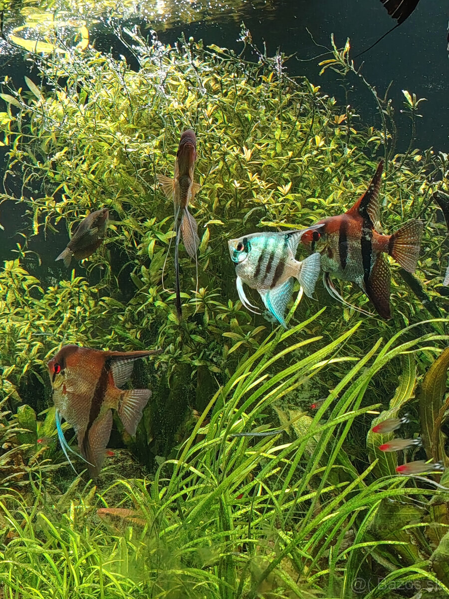 Skalare - 4