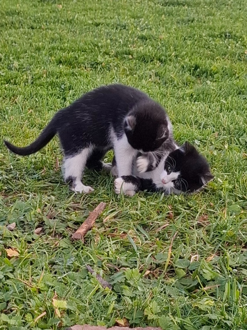 Darujem mačatka do dobrych ruk. - 4