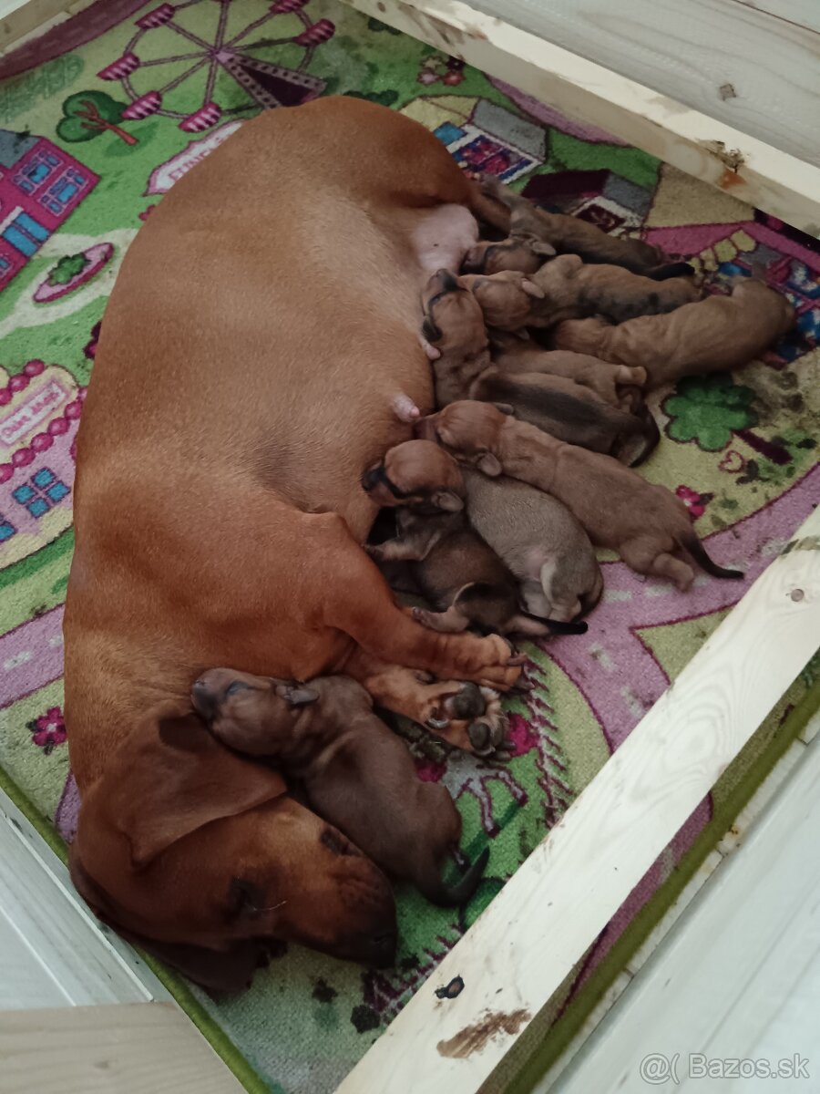 Šteniatka krátkosrtý jazvečík - 4