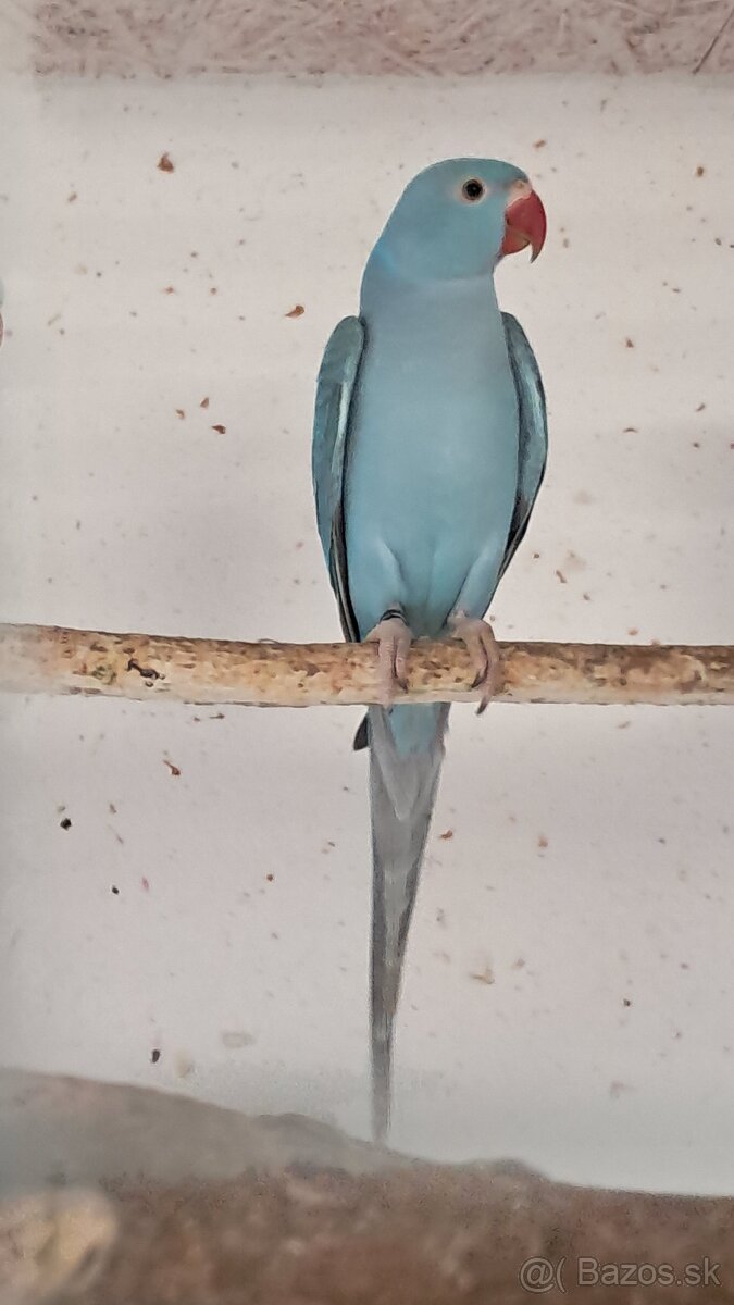 Alexander Malý s DNA - 4