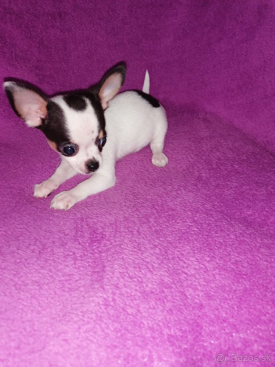 Čivava krátkosrstá - 4