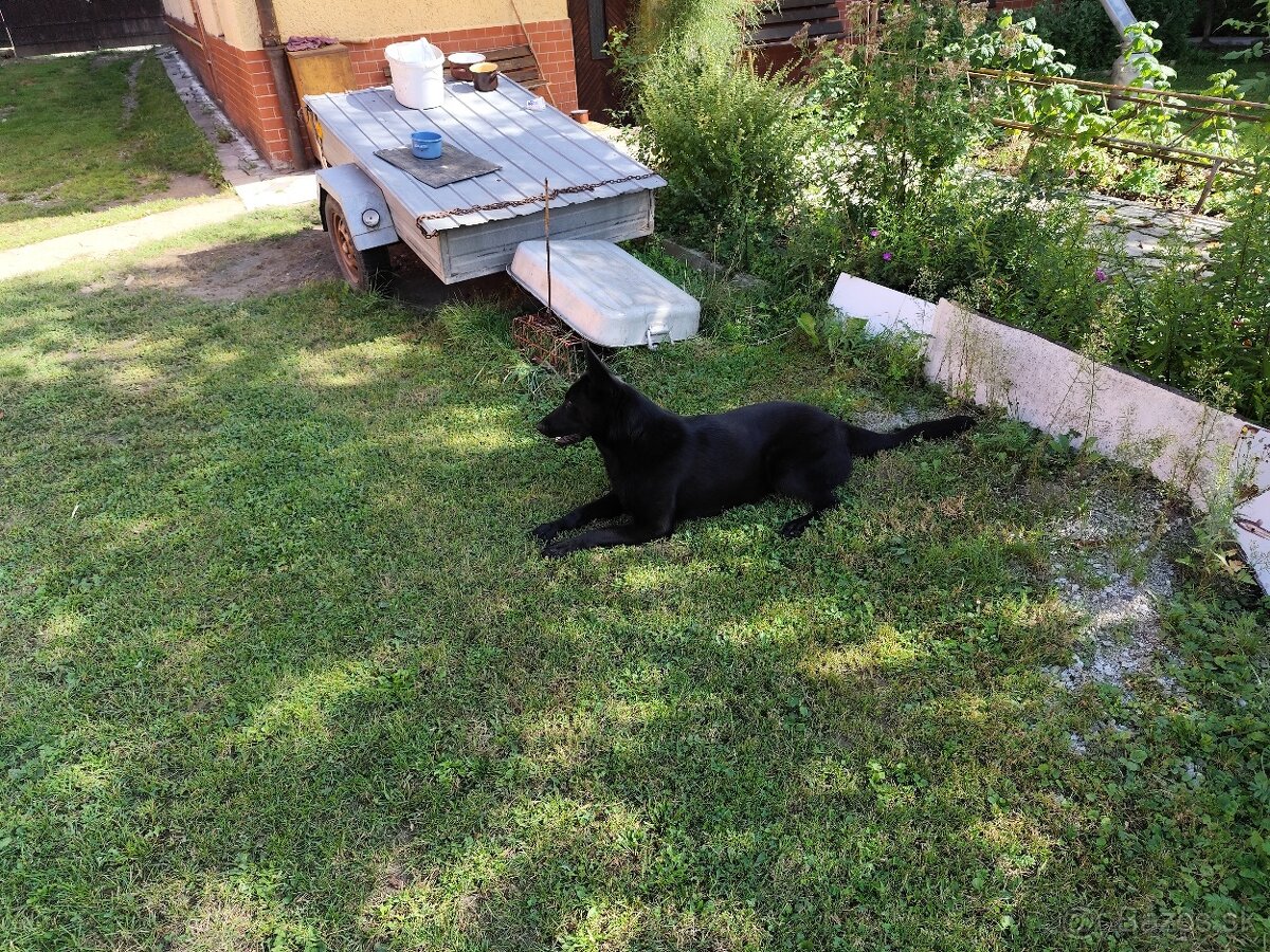 Predám fenu nemeckého ovčiaka - 4