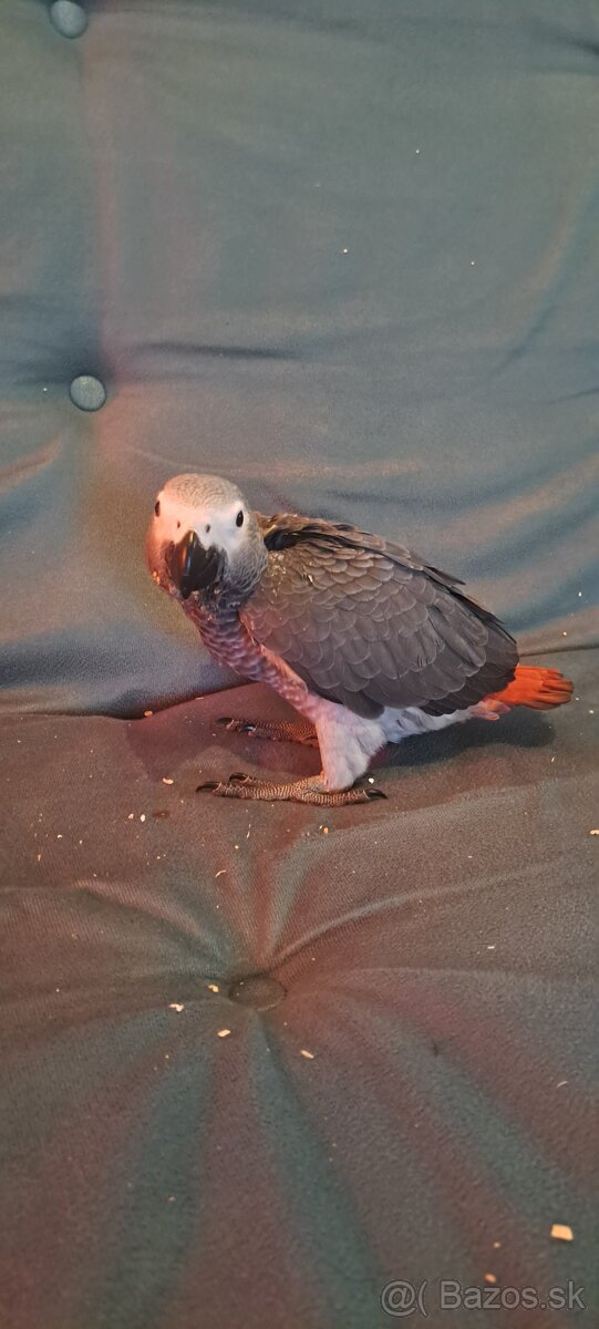 Papagaj žako kongo - 4