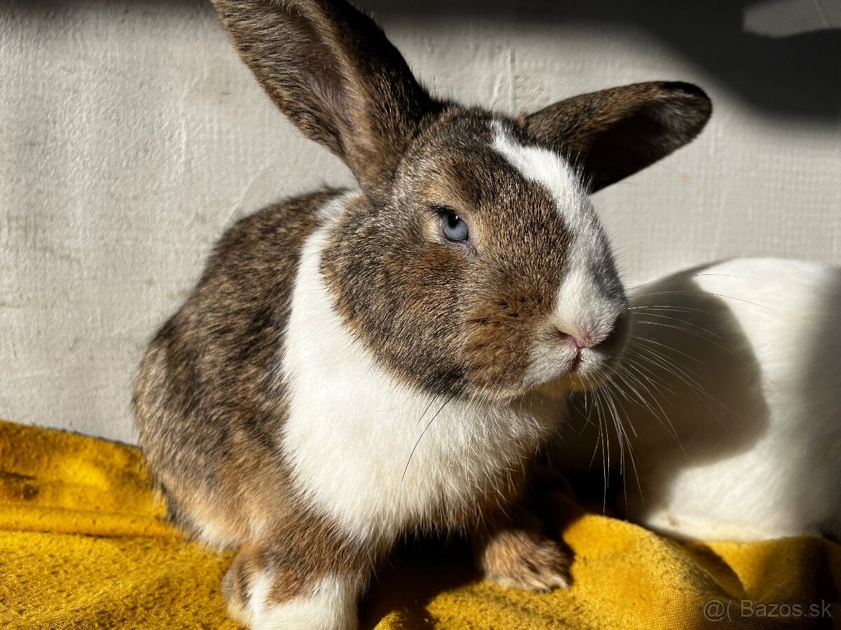 Predám zakrslých barančekov - 4