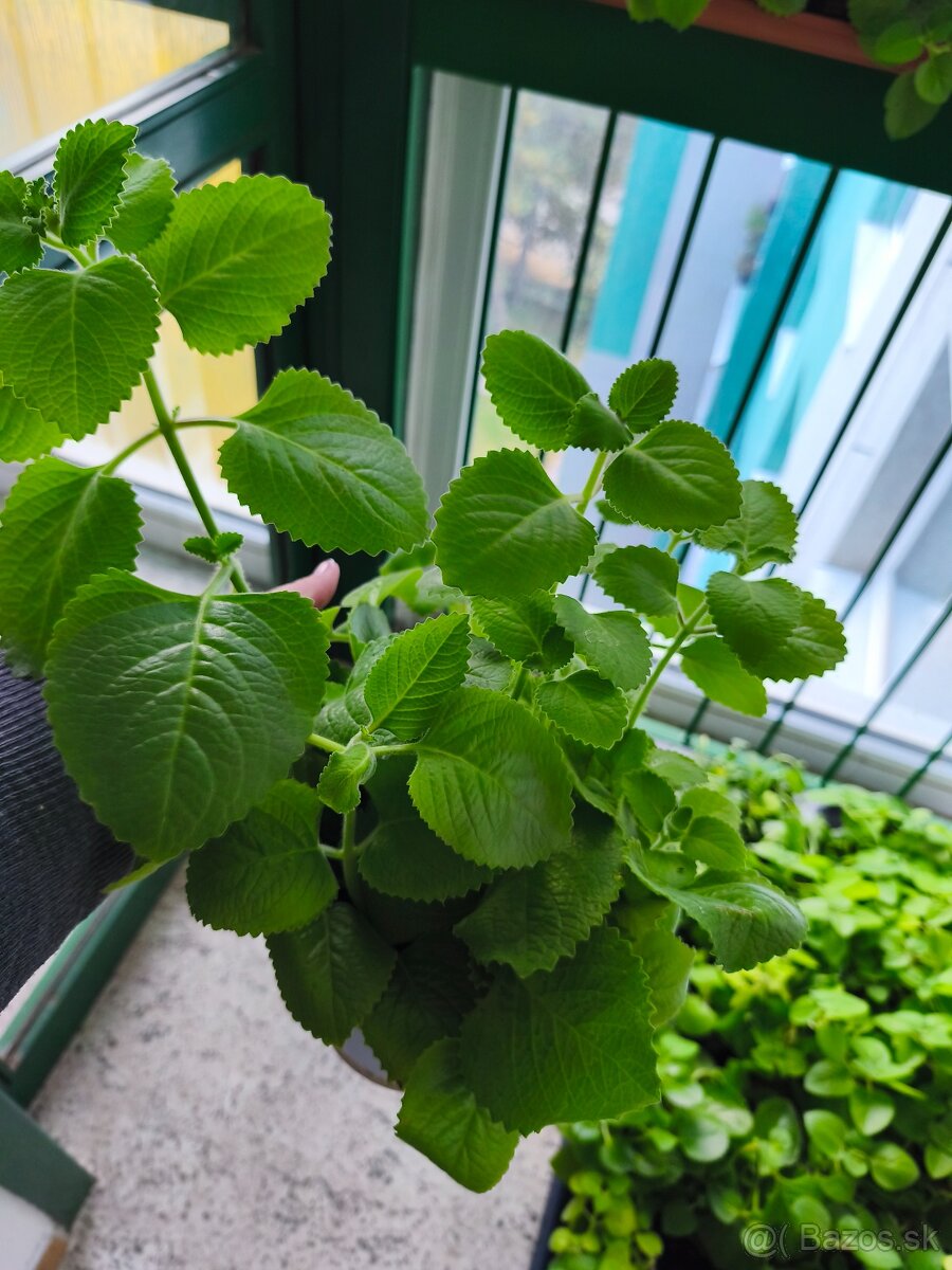 Nádchovník rímovník muchovník - 4