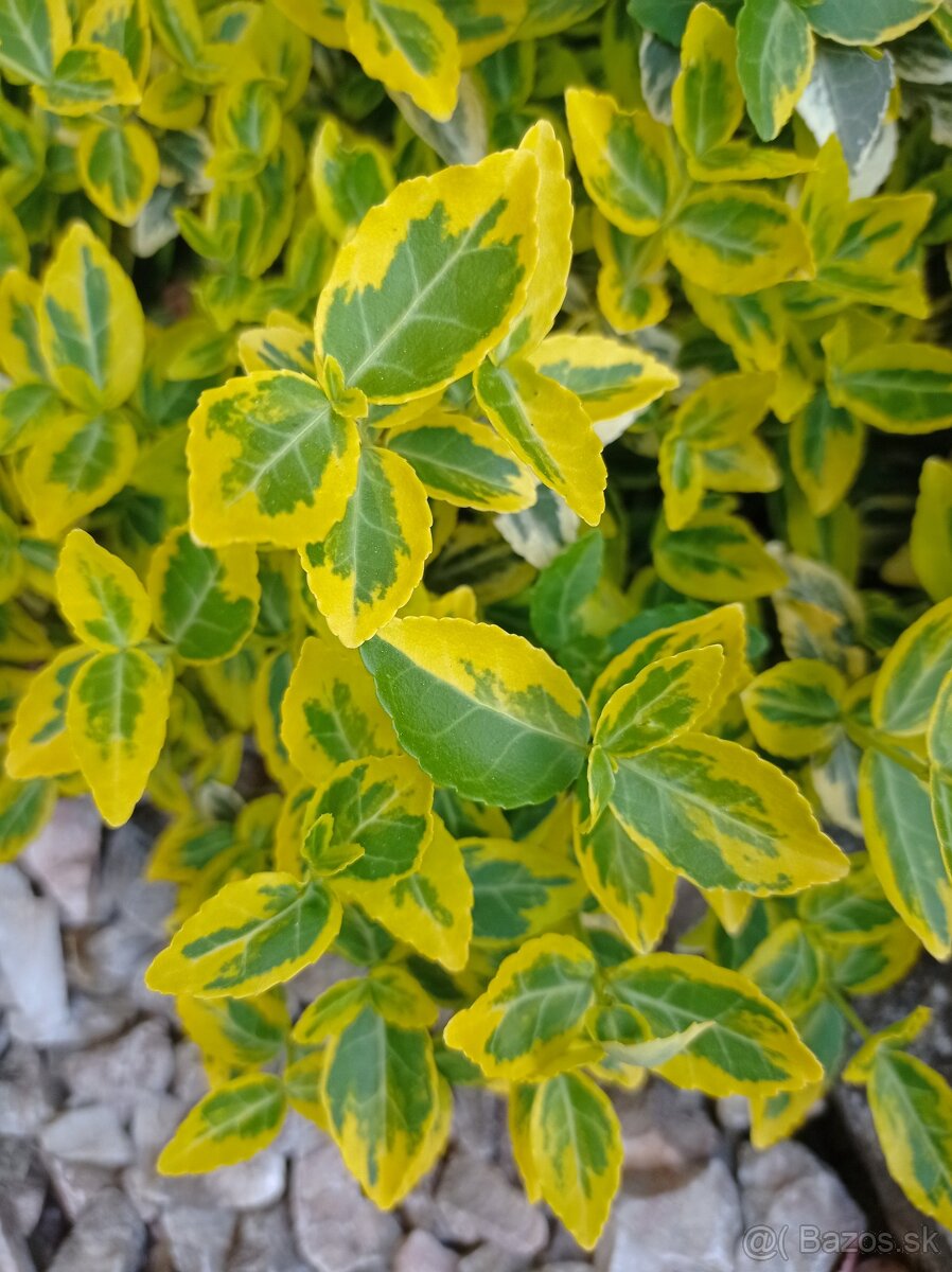 Bršlen Fortunov ´EMERALD´N GOLD - 4