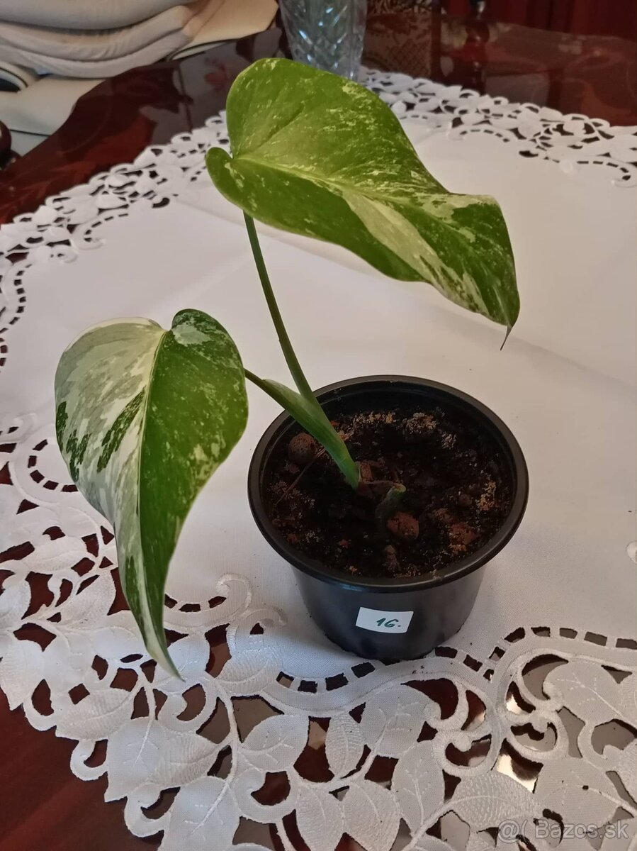 Monstera albo variegata - 4