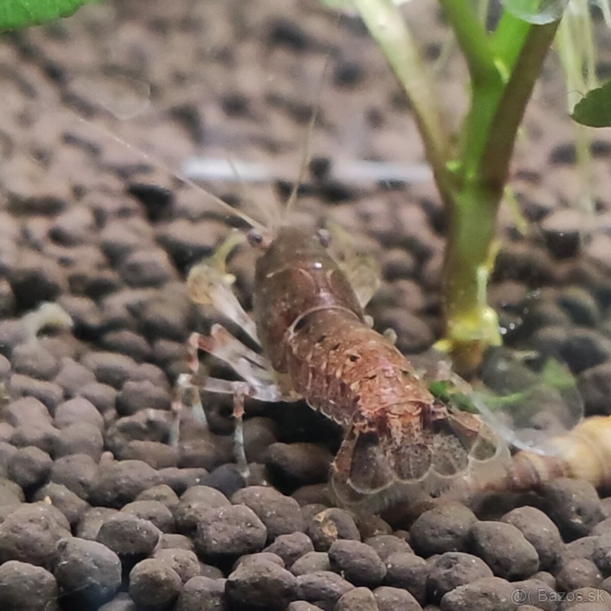 Cambarellus Diminutus - Mini ráčiky - 4