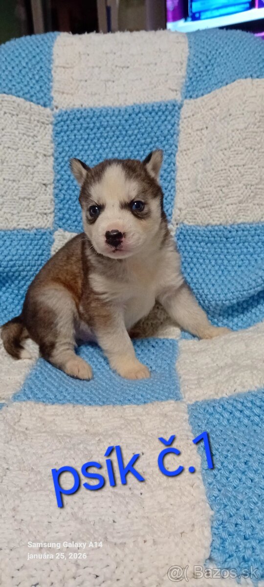 Sibirsky husky steniatka - 4