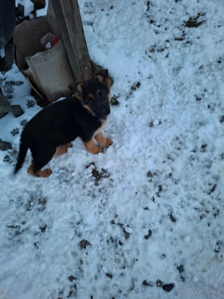 Nemecký ovčiak - 4