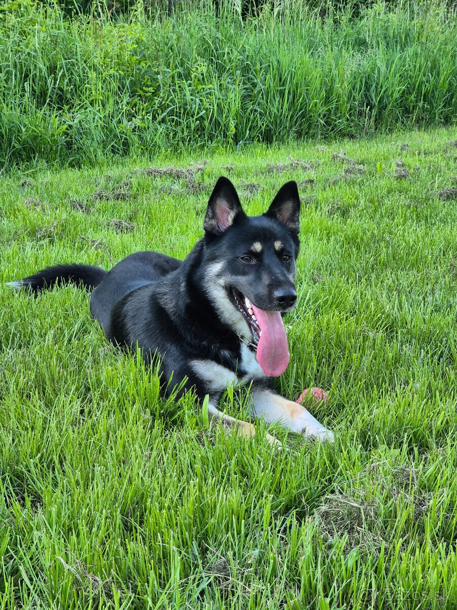 Darujeme fenku do dobrých rúk 🐾 - 4