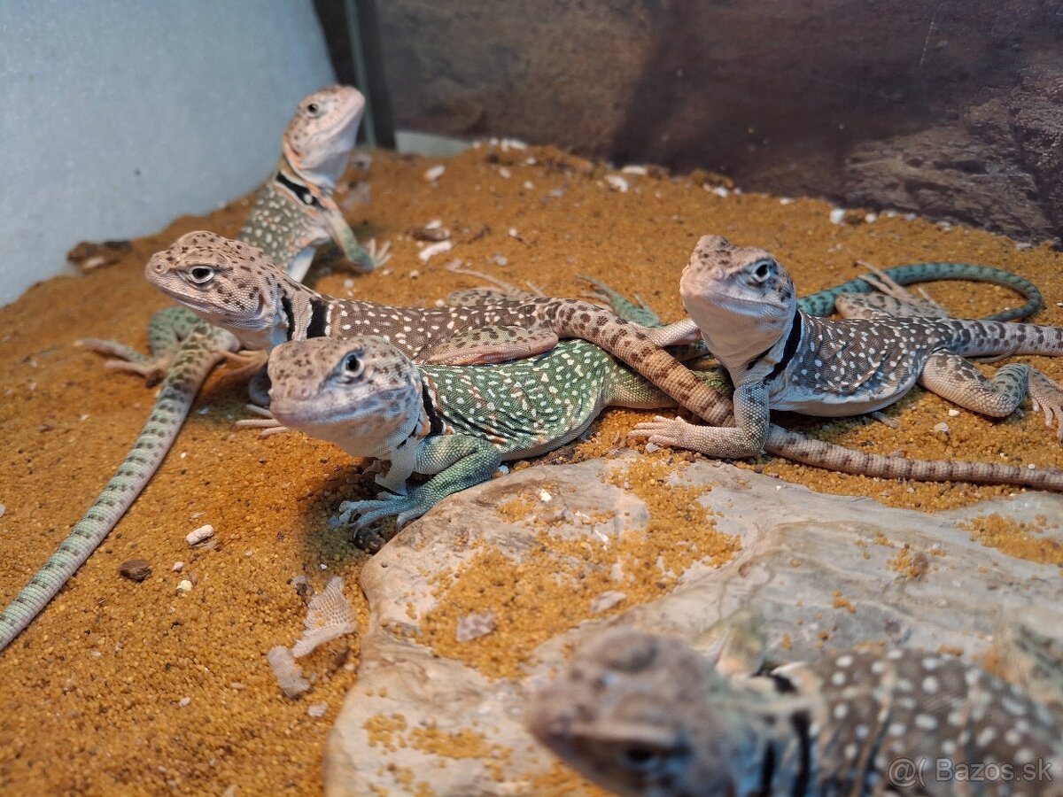 Crotaphytus collaris collaris - 4