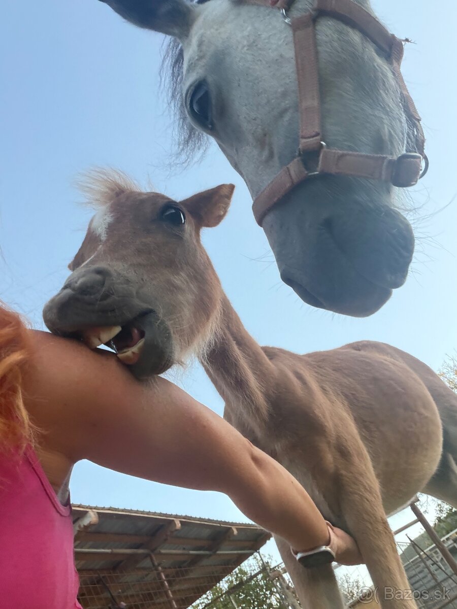 Pony kobylka zo žriebatom - 4