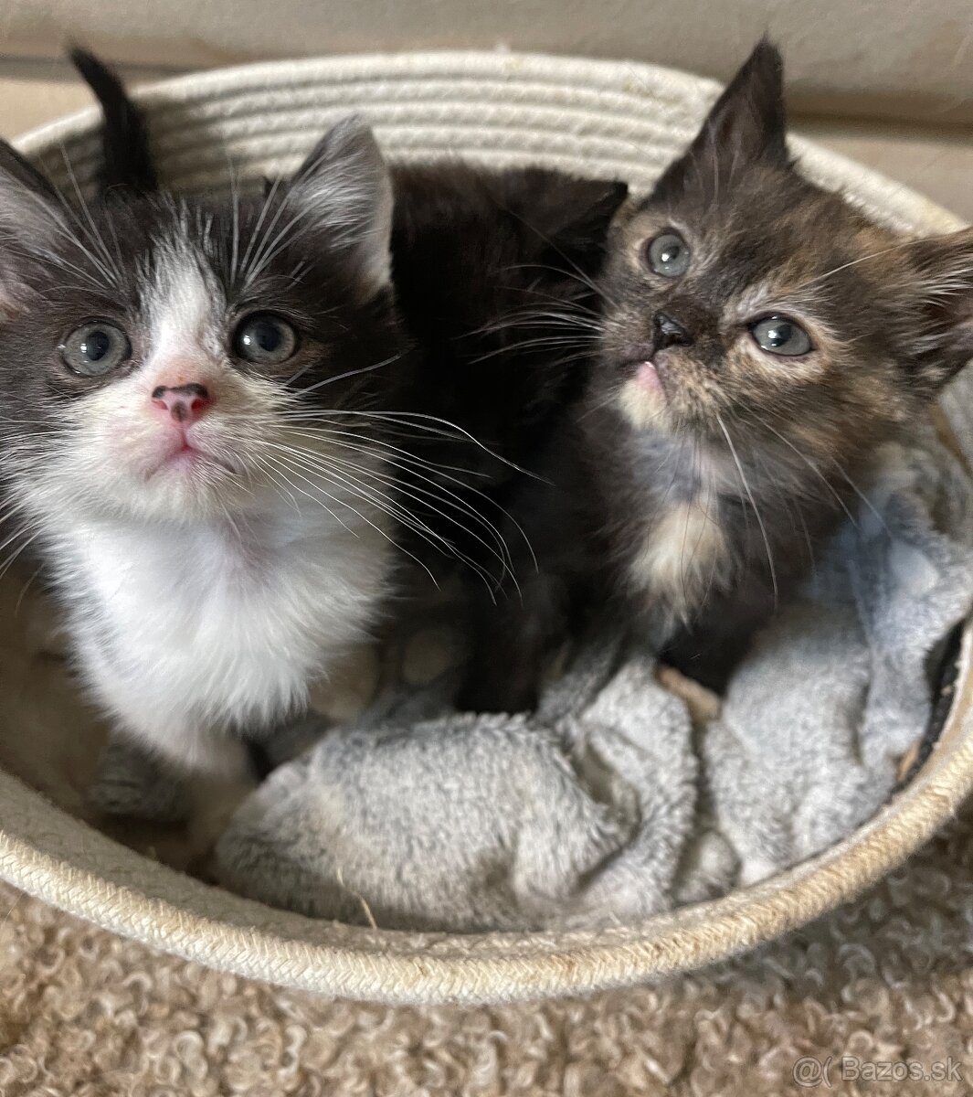 Polobritské mačiatka - 4