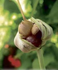 Kracajuca cibula - 4