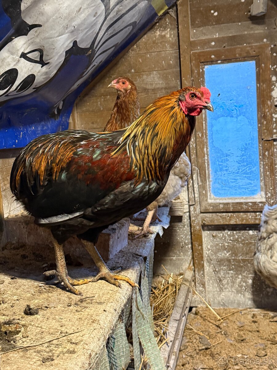 Predam araucana kohutov - 4