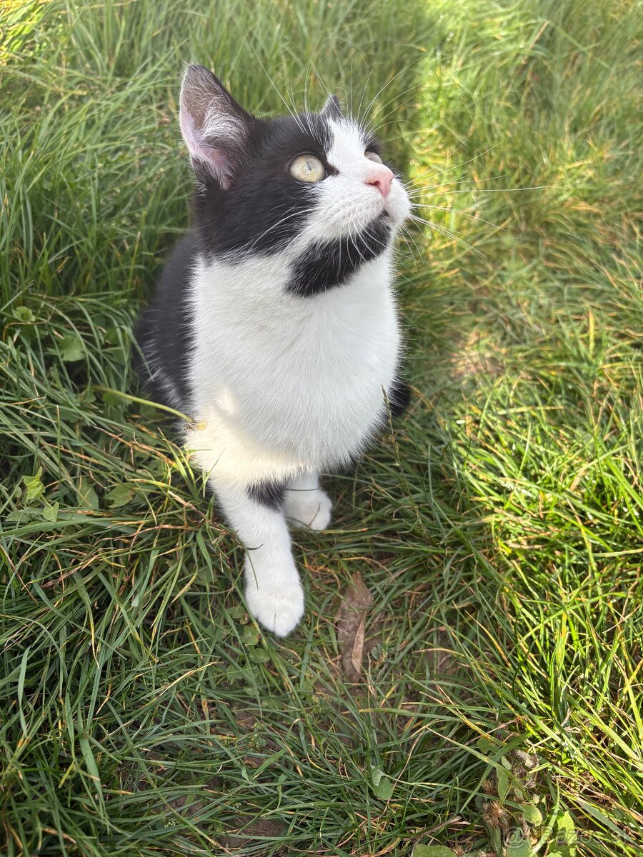 Darujem dve mačičky - 4