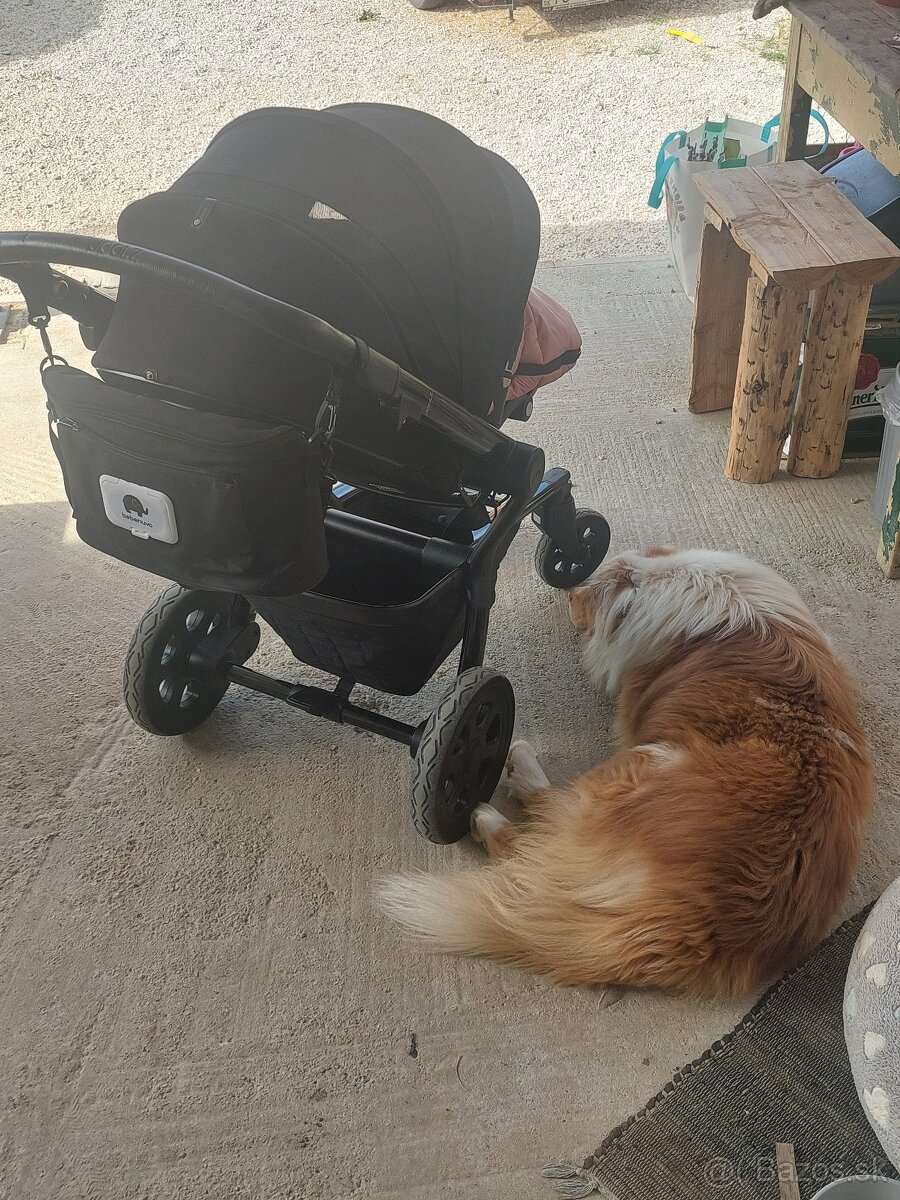 Austrálsky ovčiak s PP - 4