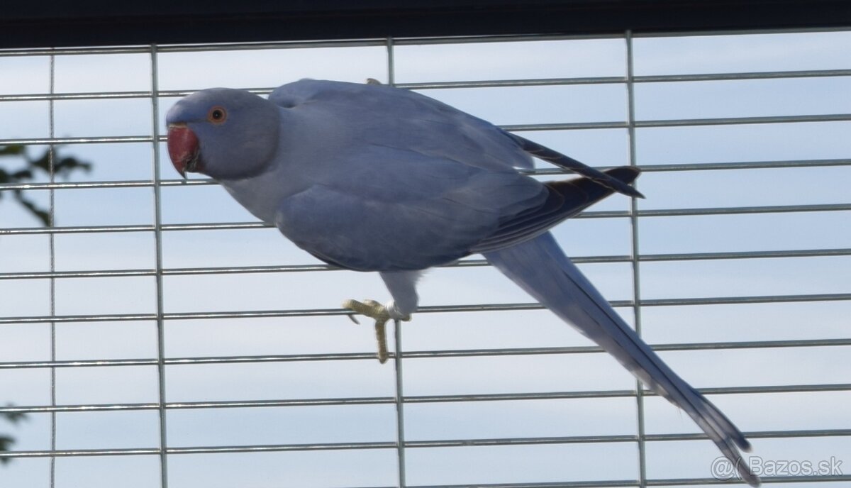 Alexander maly 2025 - 4