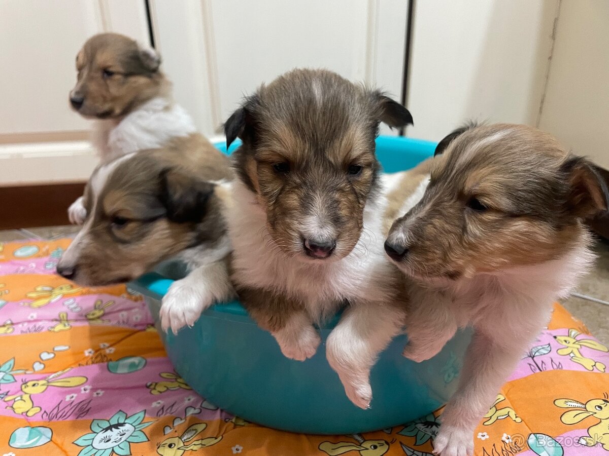 Kólia dlhosrstá - 4