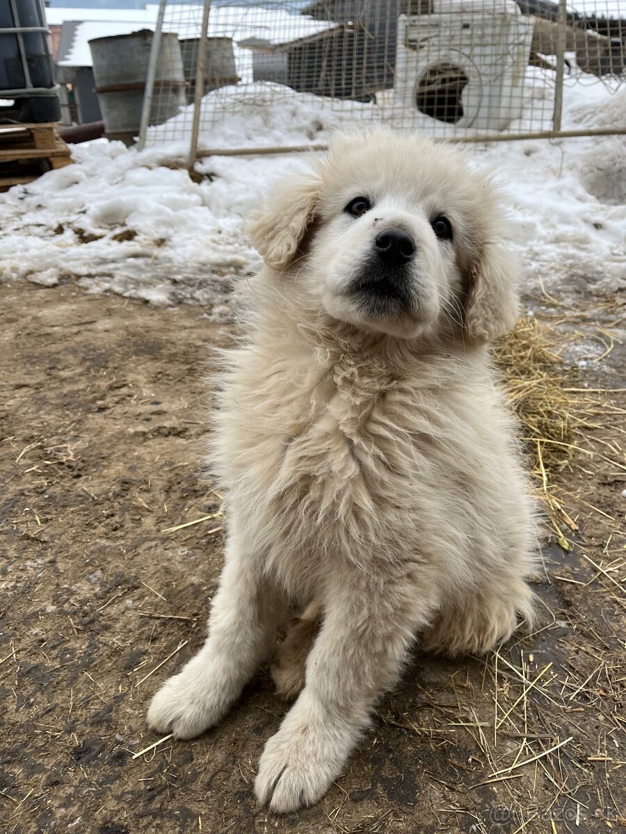 Predám psíka Slovenský čuvač - 4