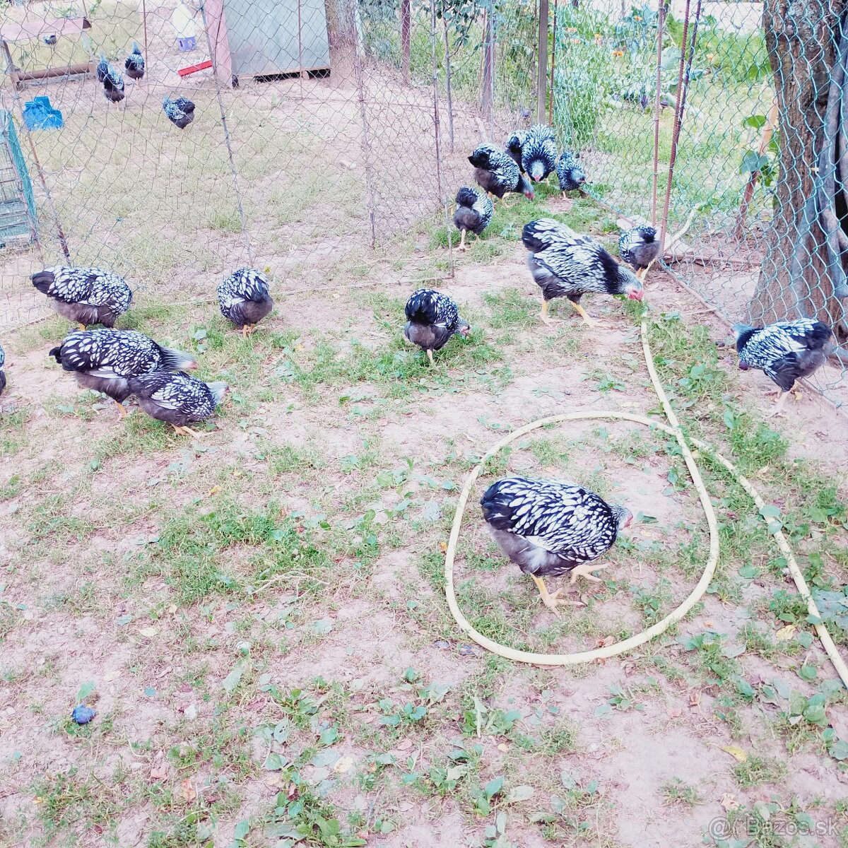 Nasadove vajíčka - 4