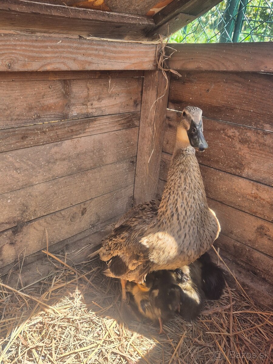 Indické bežce – odchované pod kačkou - 4