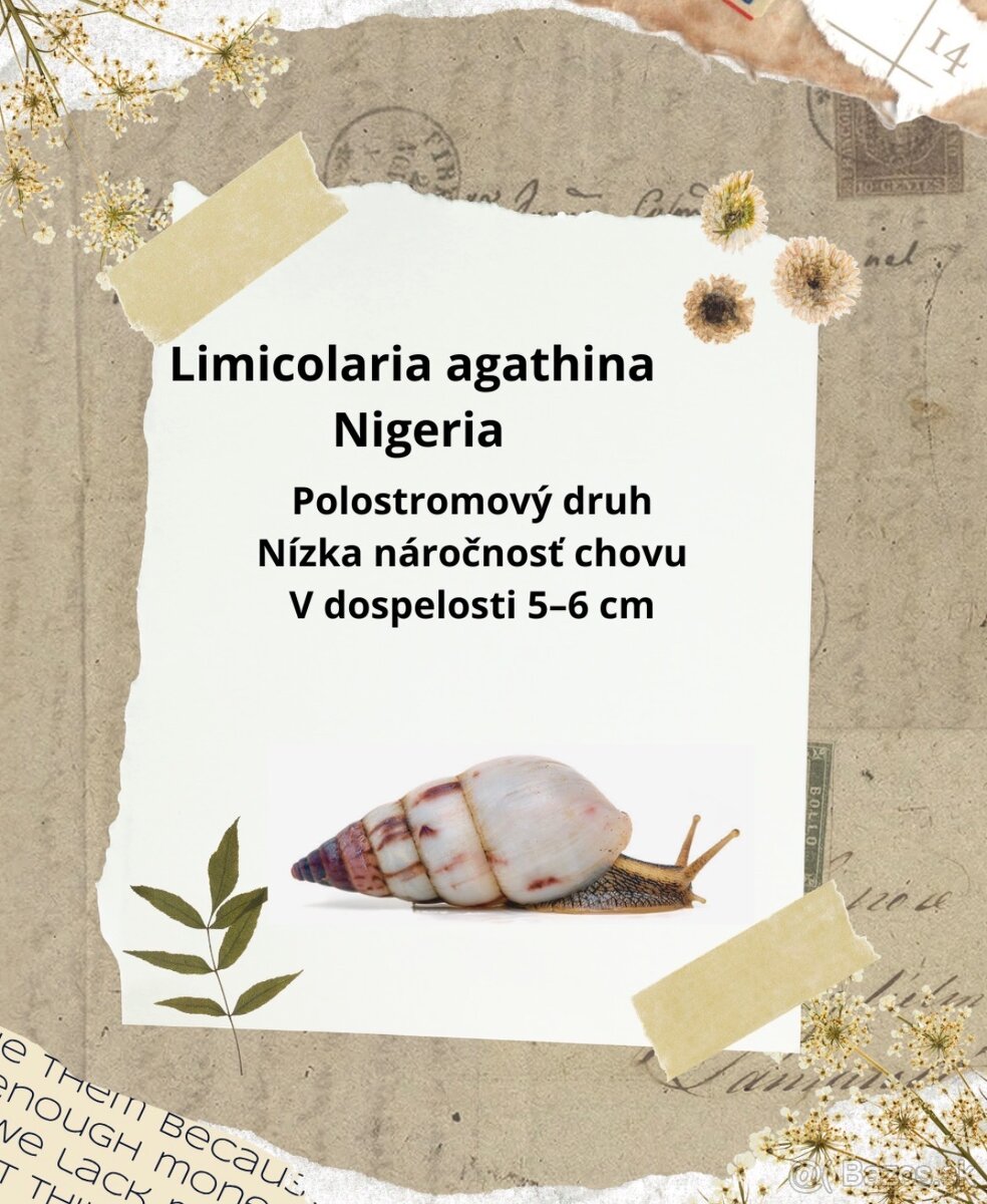 Africké slimáky - 4
