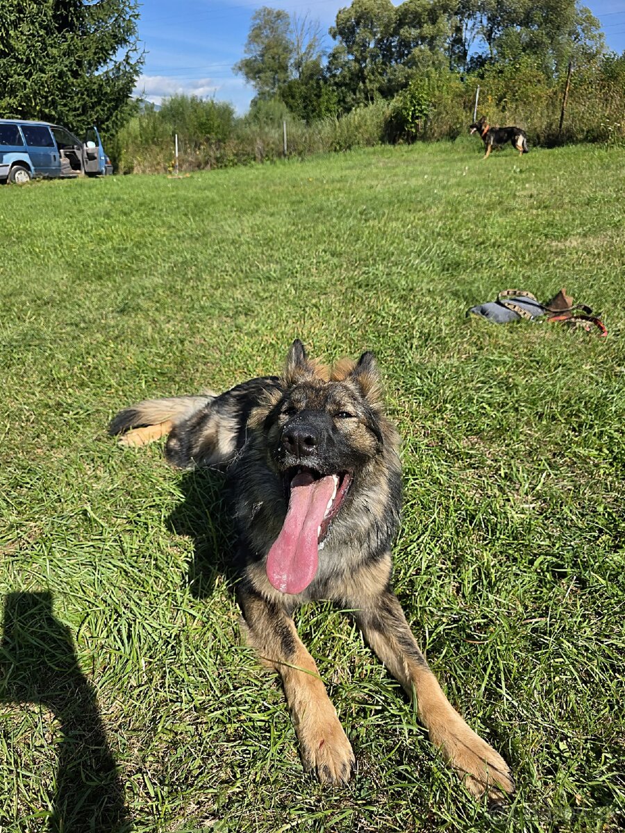 Predám sučku NO s PP - 4