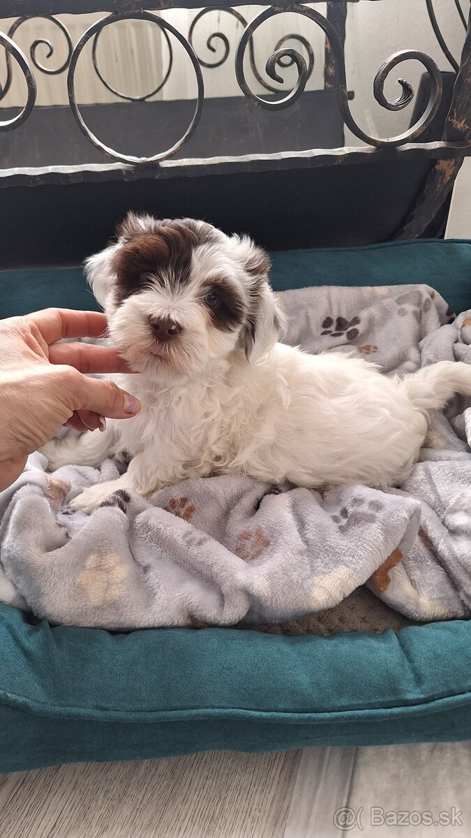 Havansky psik - 4