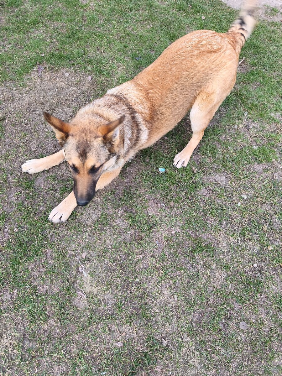 Belgický nemecký ovciak - 4