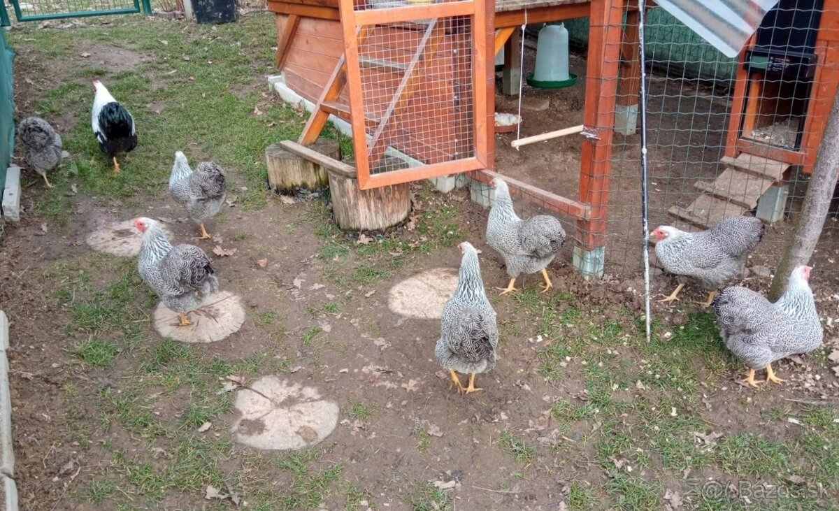 Nasadove vajcia (NV) - 4