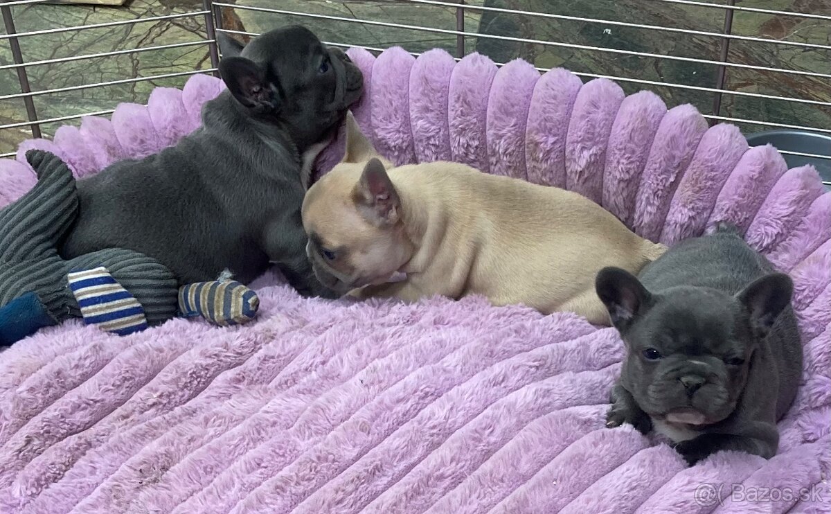 Francuzsky buldoček - 4