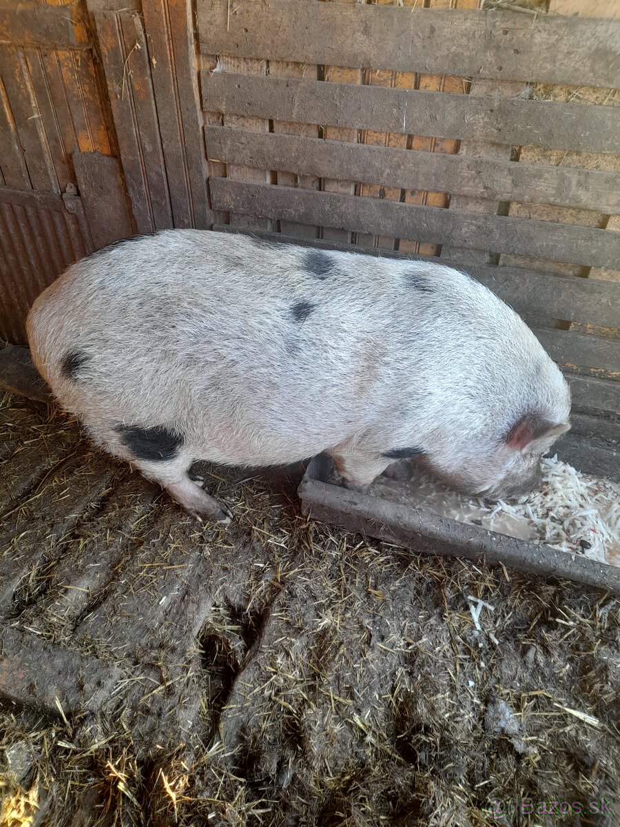 Vietnamske prasa - 4