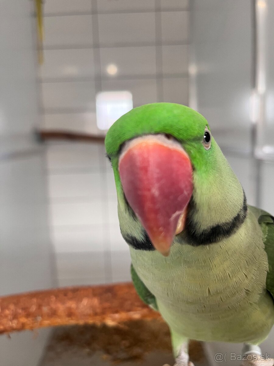 Alexander veľký - pár - 4