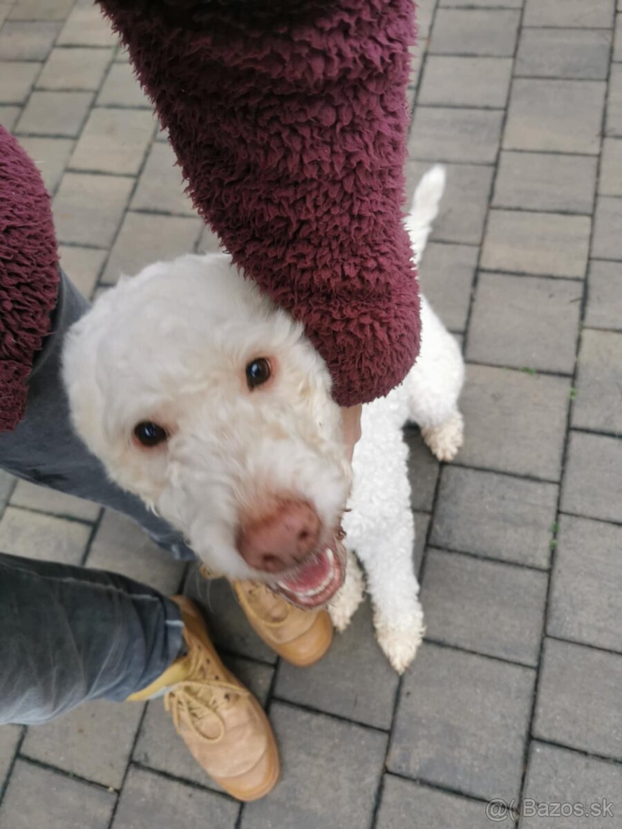 hotel pre psov, vycvik psov - 4