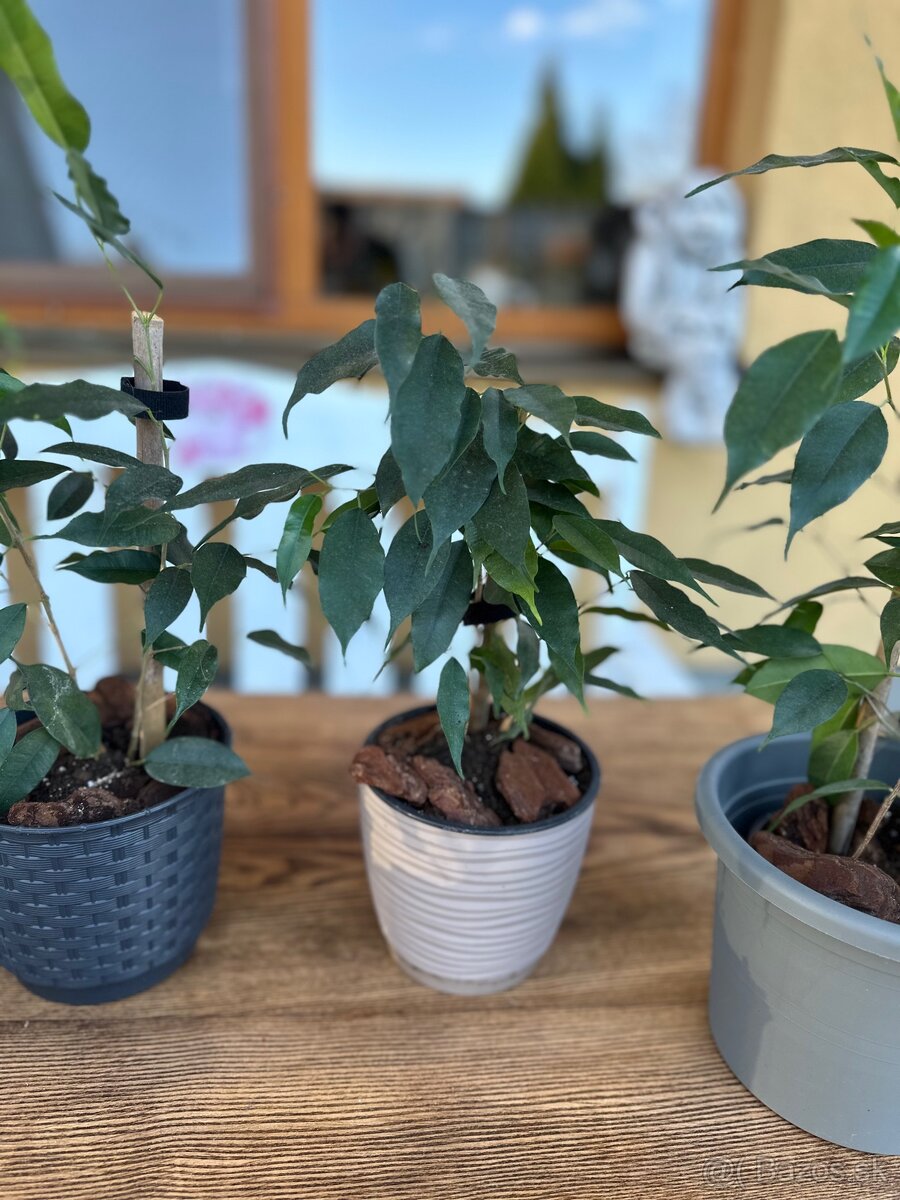 Ficus benjamina - Fikus benjamín / Variegata - 4