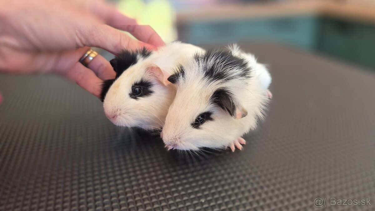 Dve samičky hladkosrsté morča hladaju domov - 4