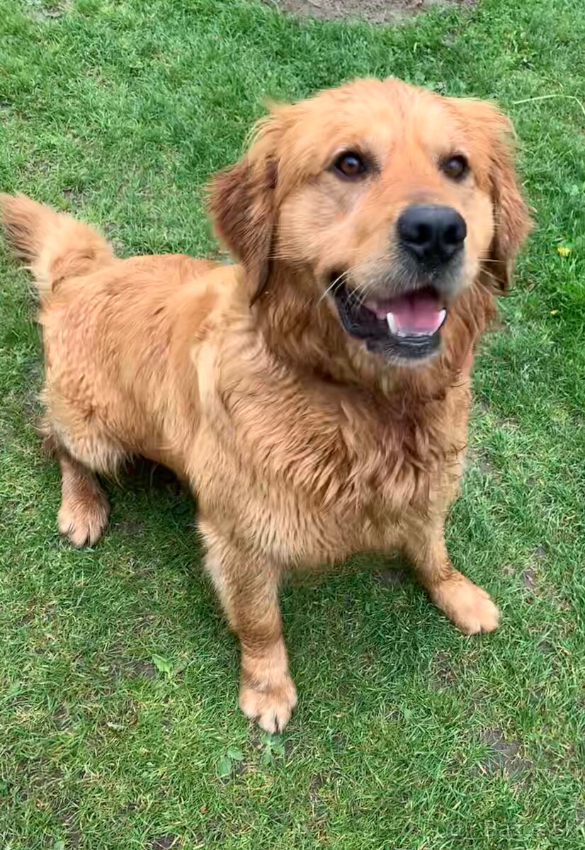 Zlaty retriever - Krytie - 4