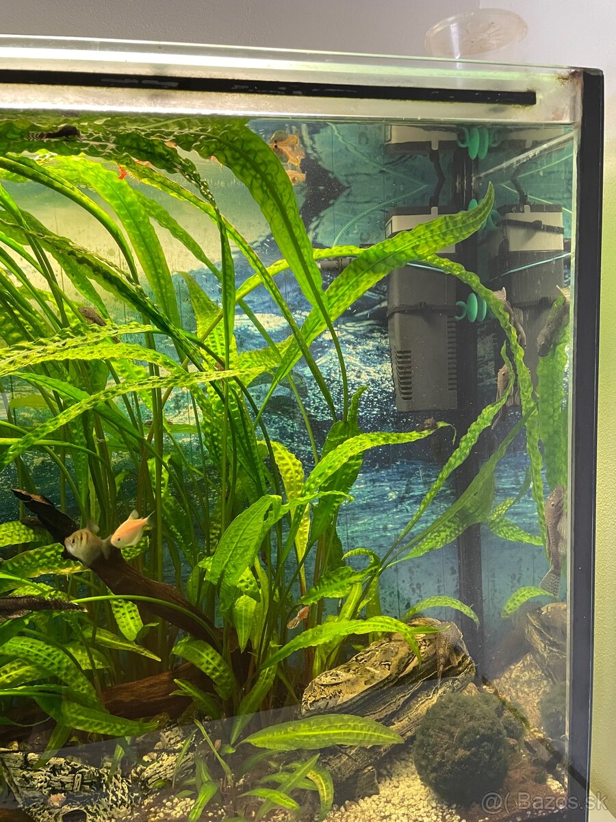 Aquarium - 4