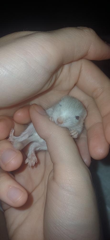 Predám pieskomilov + celé príslušenstvo - 4