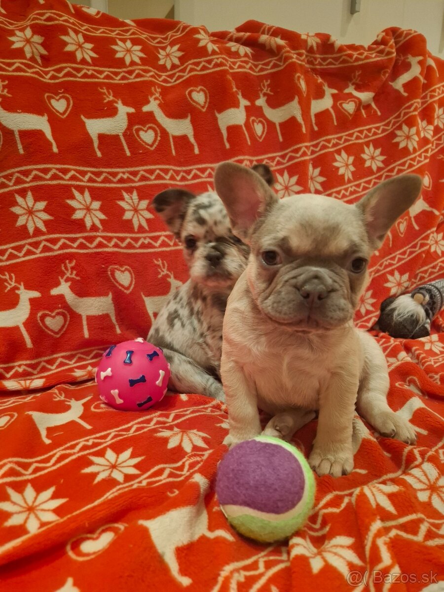 Francúzsky buldoček - 4