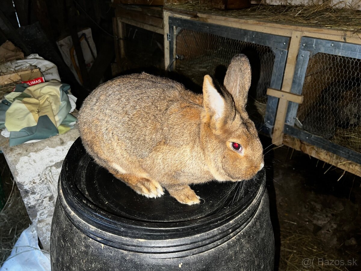 Viedensky biely x burgundsky - 4