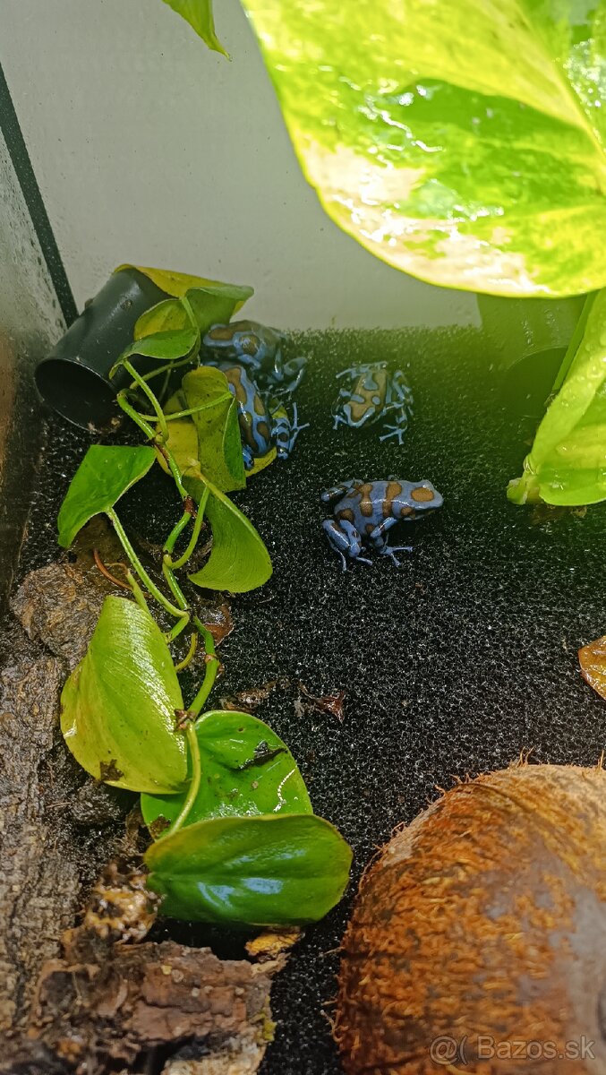 Dendrobates auratus bronze - 4